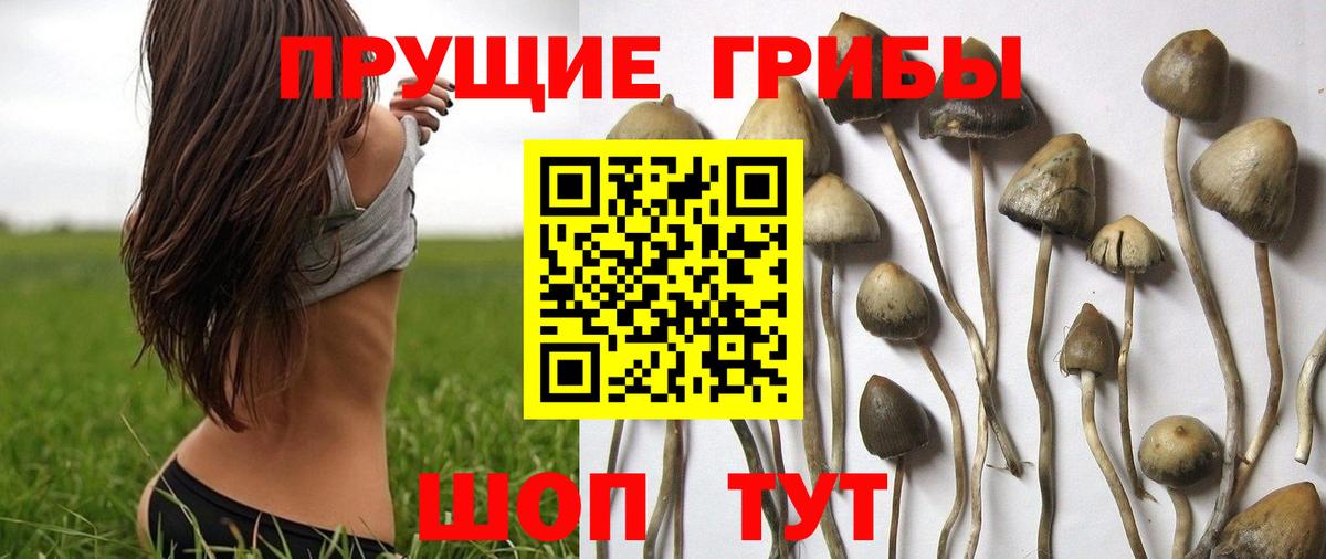Псилоцибиновые грибы Psilocybe Севастополь